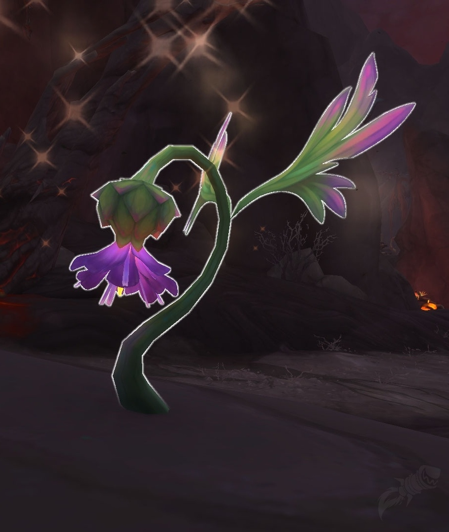 Hochenblume-herboriste