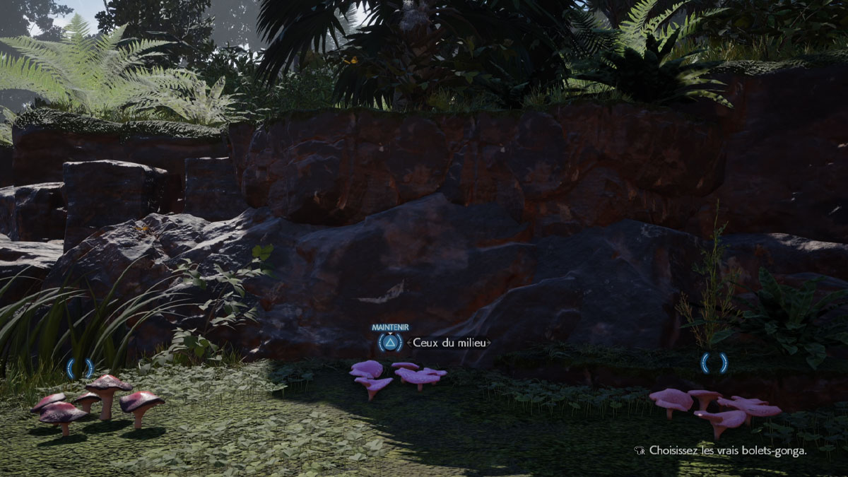 choix-red-bolets-gonga