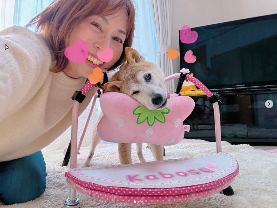 insta-doge-chien-dog