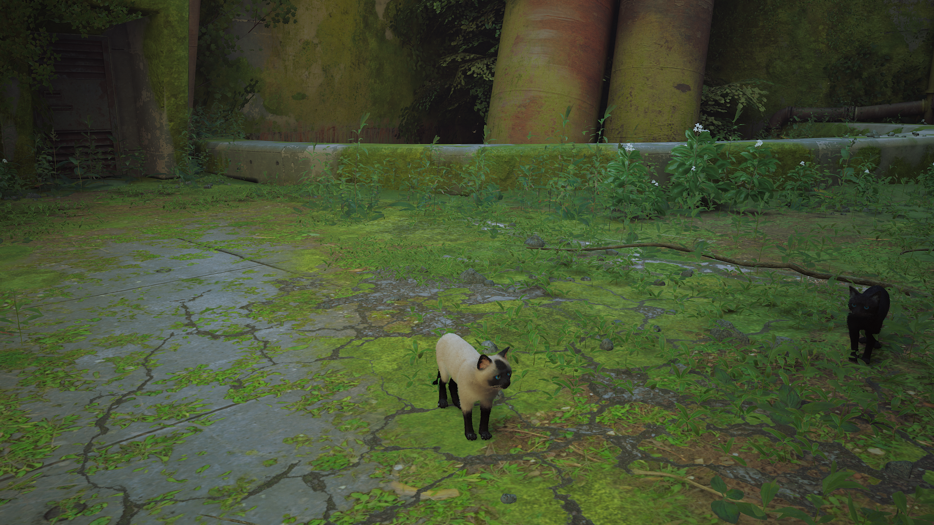 chat-siamois-stray-transformer