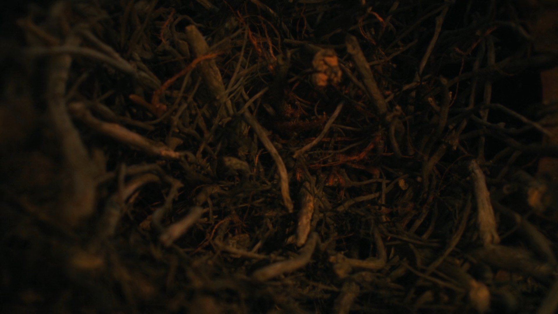 cordyceps-sous-jackson