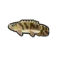 animal-crossing-bichir