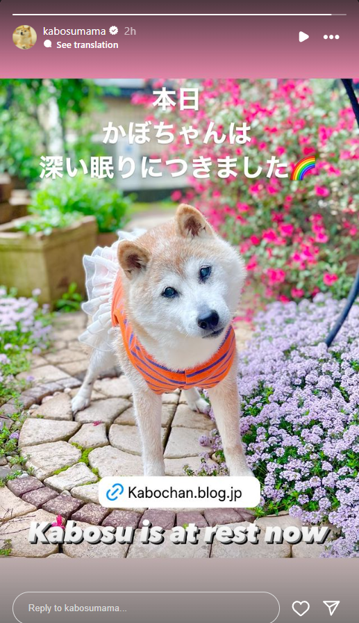 post-instagram-kabuso-doge-meme