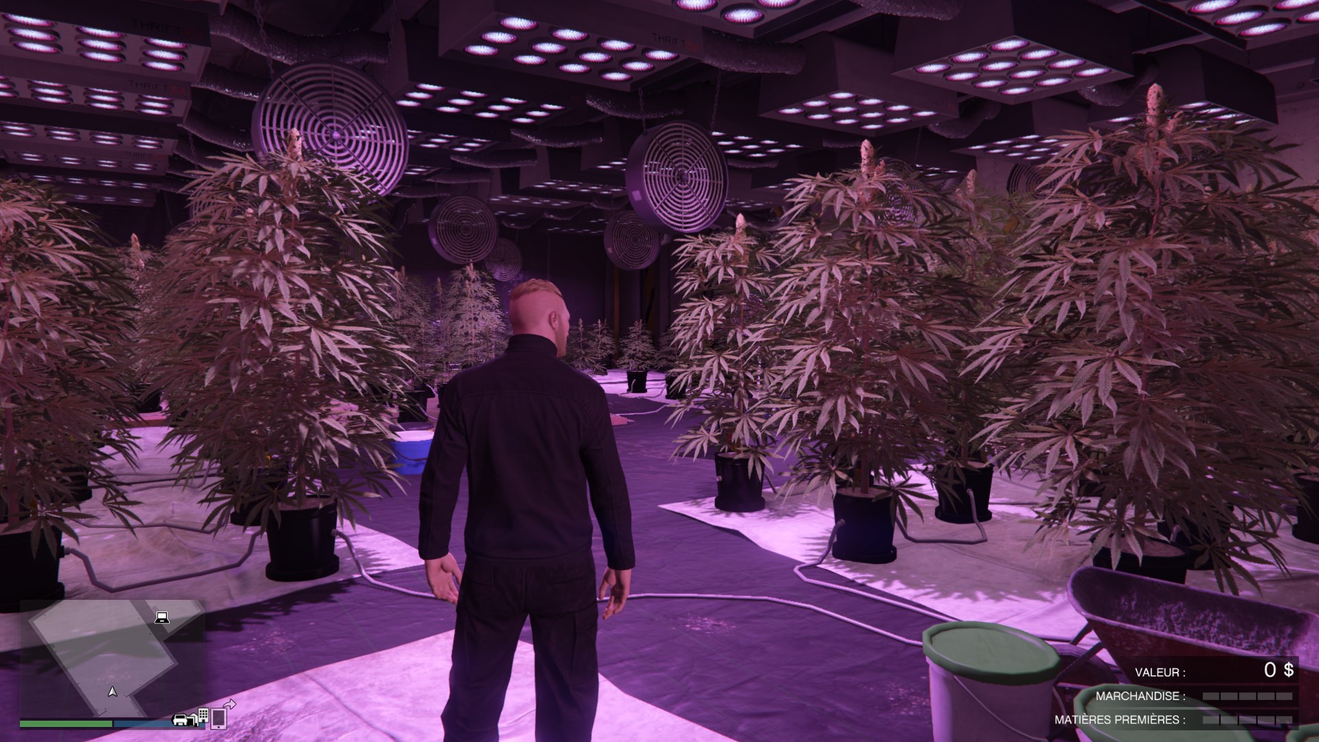 gta-5-cannabis-infos