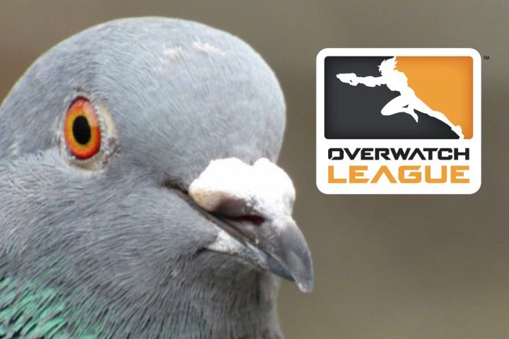 Overwatch League : Les équipes ont changé leur photos sur les réseaux sociaux avant un partenariat avec Staple Pigeon
