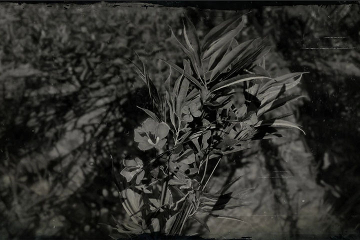 Laurier rose dans Red Dead Redemption 2, où en trouver sur la carte ?