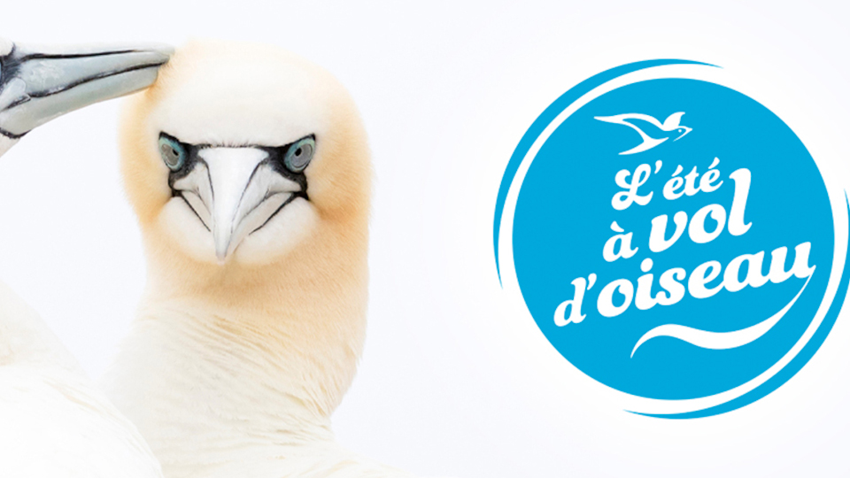 Ligue pour la Protection des Oiseaux (LPO) ZEvent 2022, présentation de l’association
