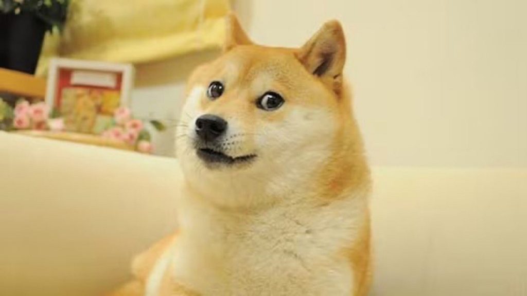Kabosu, le chien du « Doge Meme » est officiellement décédé ! Une partie d’internet historique nous a quitté